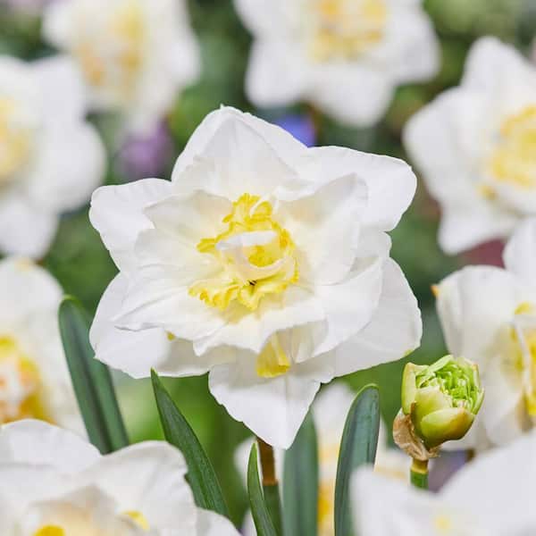 16/18 cm, White Lion Double Daffodil Flower Bulbs (Bag of 250)