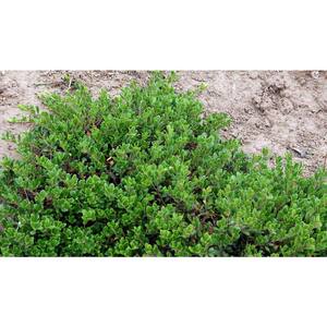 1 gal. Massachusetts Bearberry Kinnikinnick Shrub with Very Cold Hardy Bell Shaped Flowers and Red Berries (2-Pack)