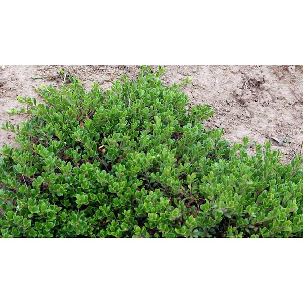 Online Orchards 1 gal. Massachusetts Bearberry Kinnikinnick Shrub with Very Cold Hardy Bell Shaped Flowers and Red Berries (2-Pack)