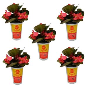 qt. Big Begonia Bronze Leaf Annual Plant with Red Flowers (5 - Pack)