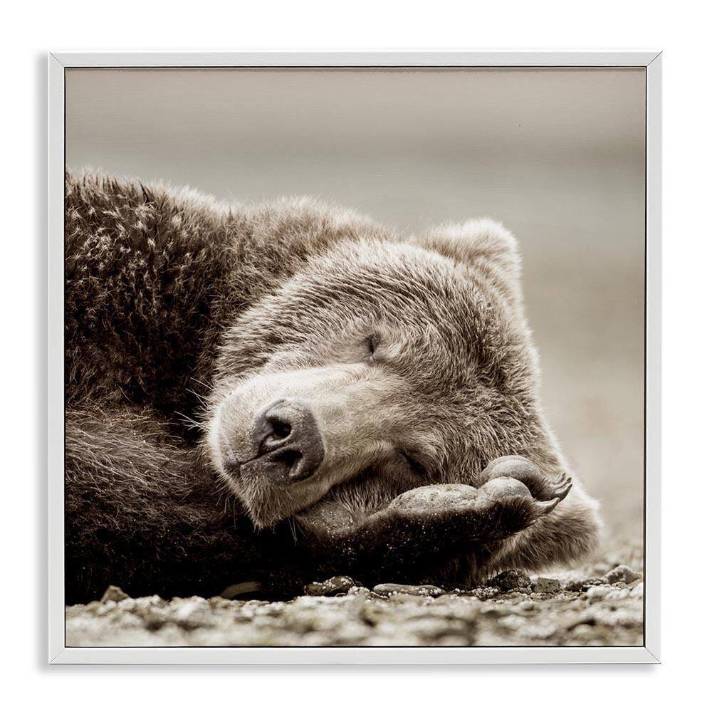 Cozy Sleeping Bear by Danita Delimont White Framed Giclee Art Print Animal 17 in. x 17 in. price history on PriceWatchPro