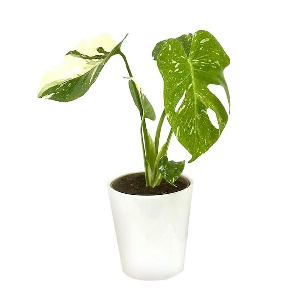 Mysteria Monstera Deliciosa Thai Constellation Spotsylvania in 5 in. Ceramic White Container