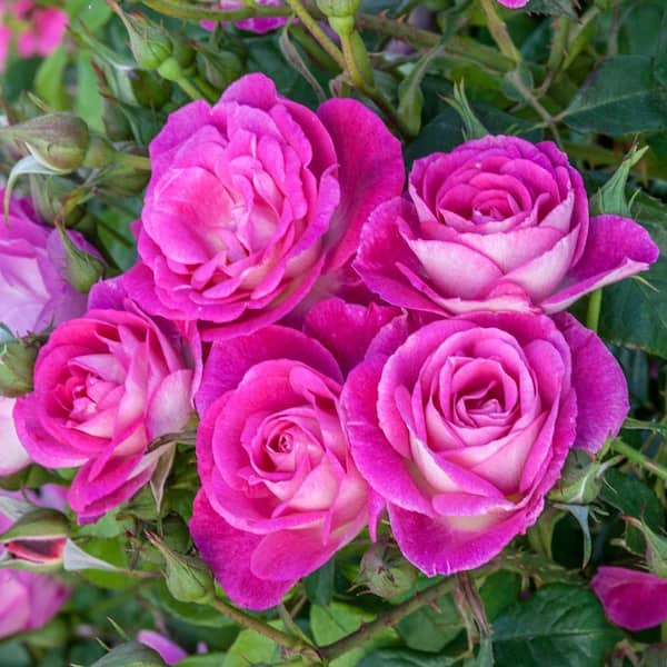 DIRECT GARDENING Easy to Please Floribunda Rose, Dormant Bare Root