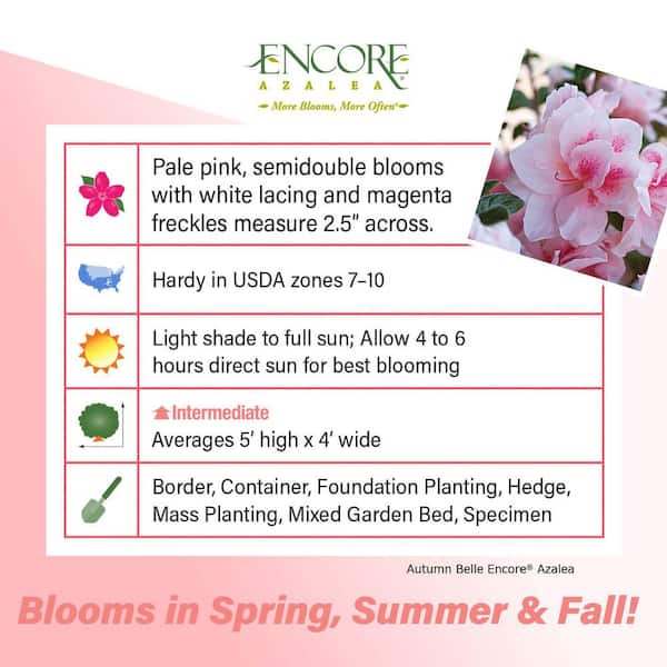 3 Gal. Autumn Belle Shrub with Bicolor Pinkish White and Magenta Reblooming Flowers