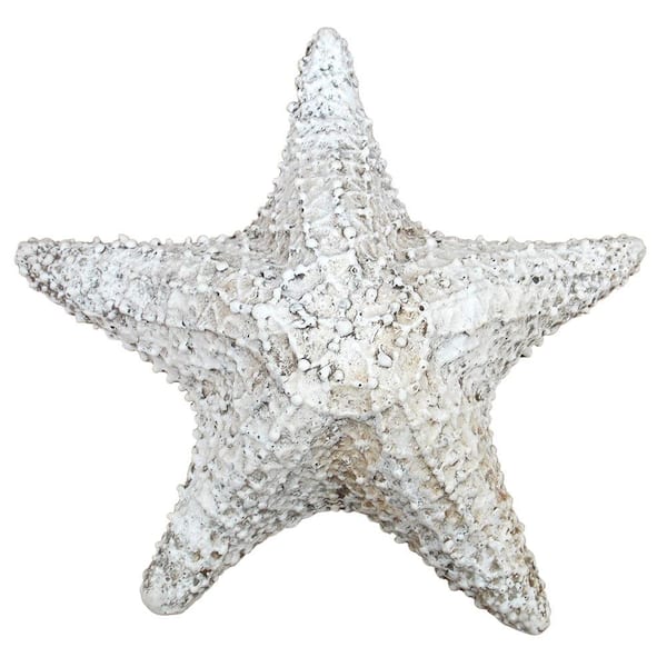 House Parts Shell: Caribbean Starfish