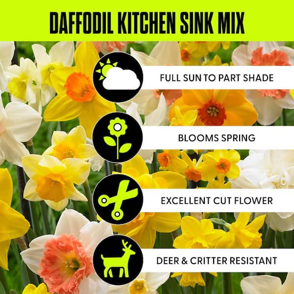 Daffodils Bulbs Kitchen Sink Mixture (Set of 50)