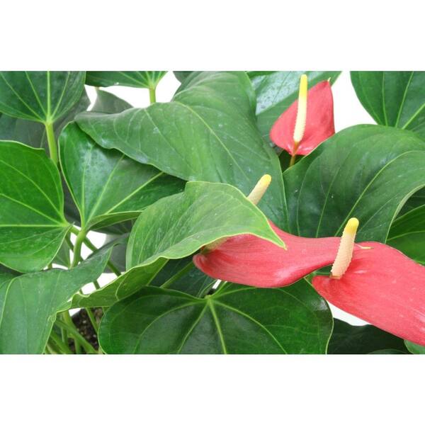 Delray Plants Anthurium Red 6 in. Container