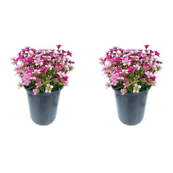 2.5 qt. Perennial Saxifraga Early Carnival (2-Pack) 2015 - The Home Depot