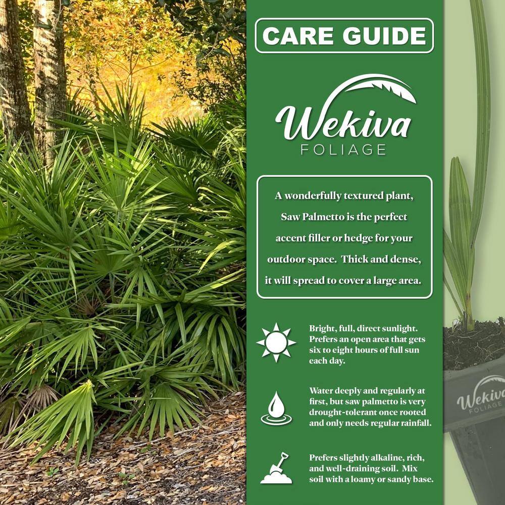 Montgomery Palm Live Plant in 3 Gallon Growers Pot