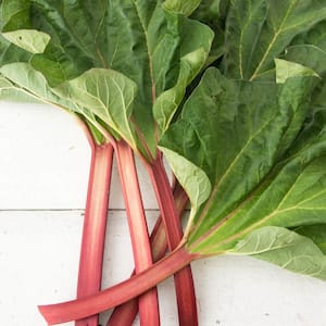 Hardy Tarty Rhubarb (Rheum), Live Bareroot Vegetable Plant (1-Pack)