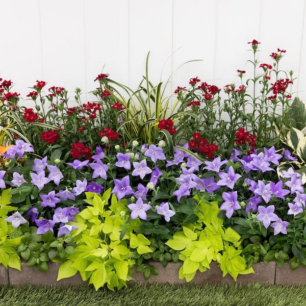 バルーンフラワー METROLINA GREENHOUSES 2.5 Qt. Twinkle Blue Balloon Flower Plant