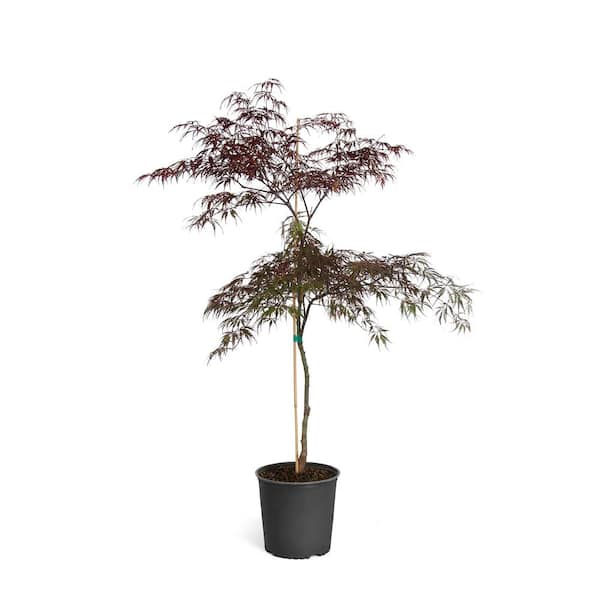 Brighter Blooms 2 Gal. 2 ft. to 3 ft. Tall Tamukeyama Japanese Maple