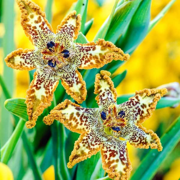 Breck's Starfish Iris Dormant Perennial in 1-Pack Bareroot | 75019