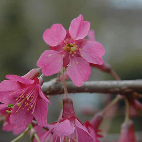 1 gal. First Lady Deciduous Flowering Cherry Tree with Pink