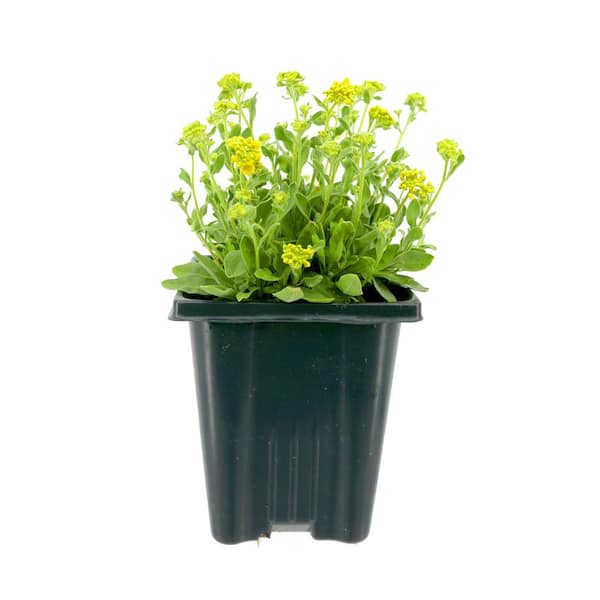 Unbranded Perennial Aurinia saxatilis Summit Golden Yellow 1.0 qt. (1-Pack)