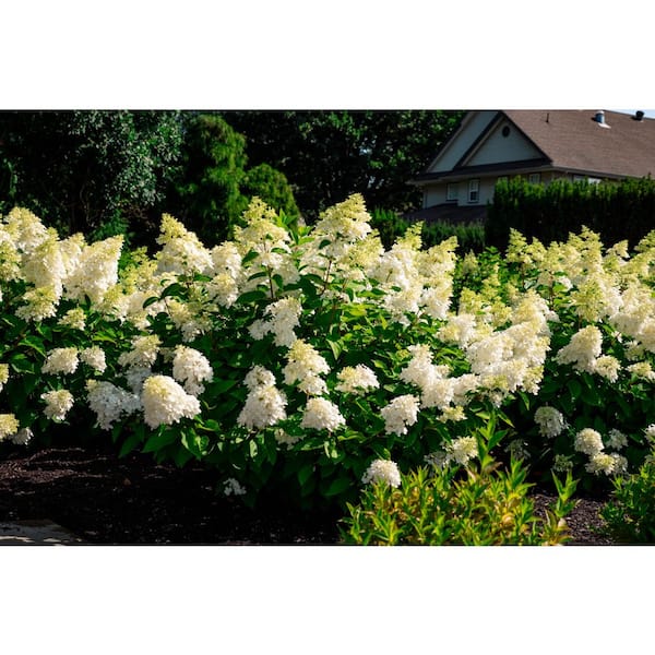 BLOOMIN' EASY 2 Gal. Bouncy Hydrangea (Paniculata) Live Shrub