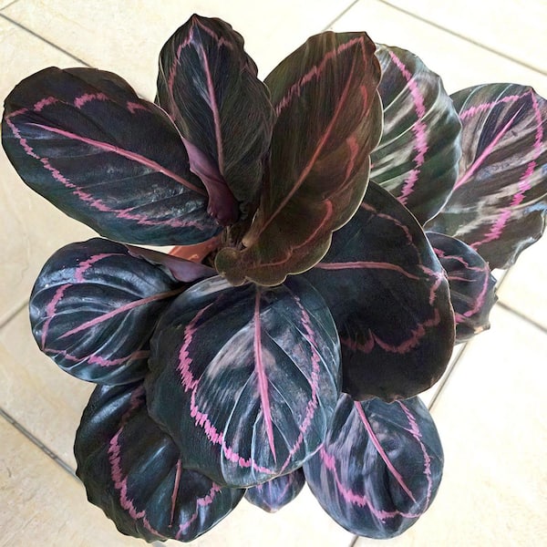 national PLANT NETWORK 4 in. Dottie Calathea Plant in Grower Pot (4-Piece)  HD7249 - The Home Depot