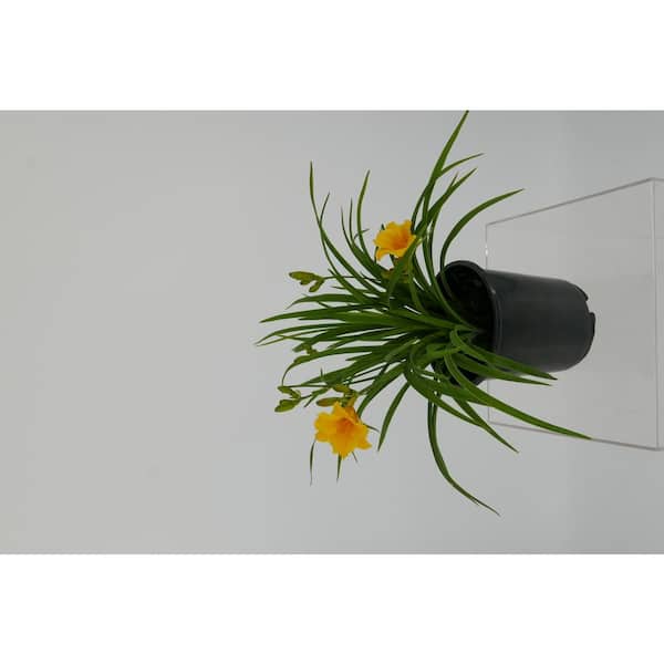 Unbranded Perennial Hemerocallis Stella de Oro 2.5 qt.