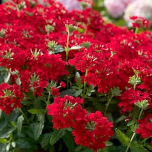 2 Gal. Endurascape Red Verbena - Perennial Plant with Clusters of Small Red Blooms