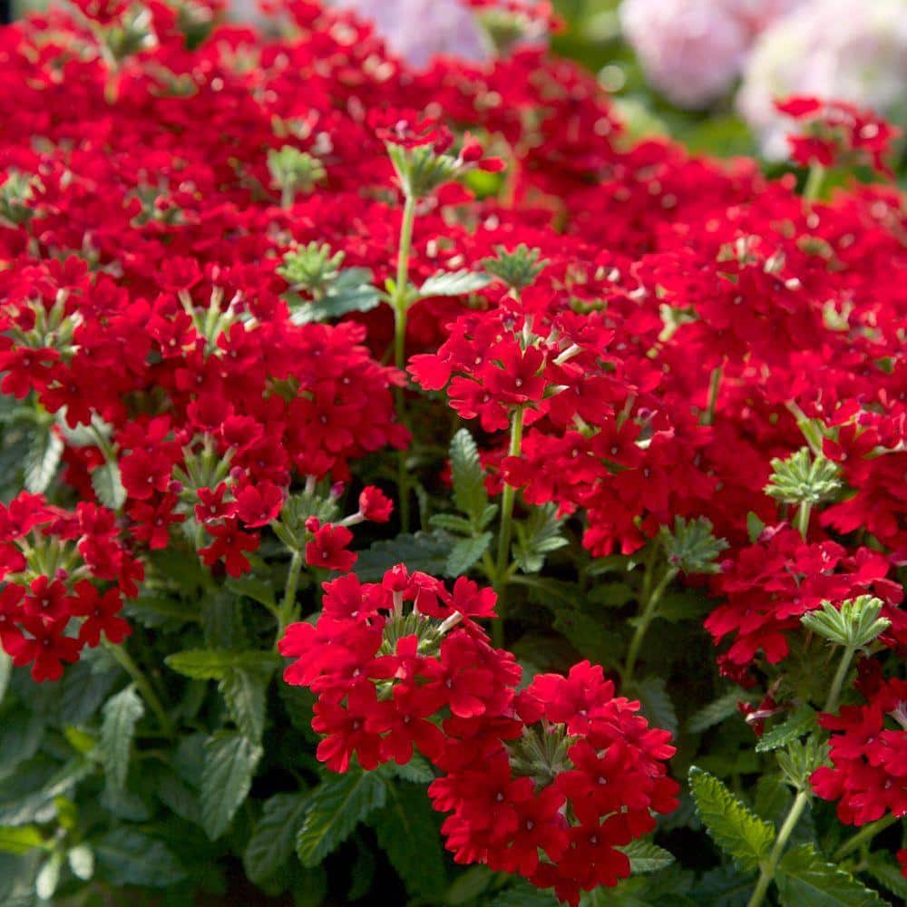 28 Best Red Flowers for Gardens - Red Perennials and Annuals