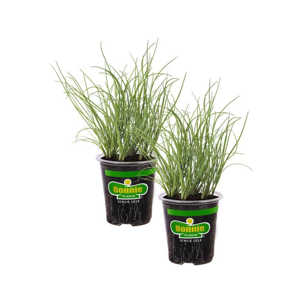 19 oz. Onion Chives Herb Plant (2-Pack)