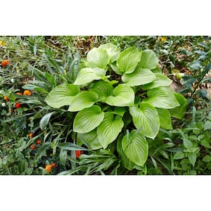1 gal. Royal Standard Hosta Shrub with Large Dimpled Heart Shaped Leaves and Aromatic White Flowers (2-Pack)