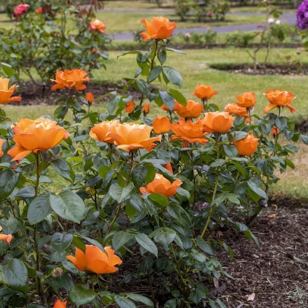 national PLANT NETWORK Bare Root Rose Maria Stern Hybrid Tea with