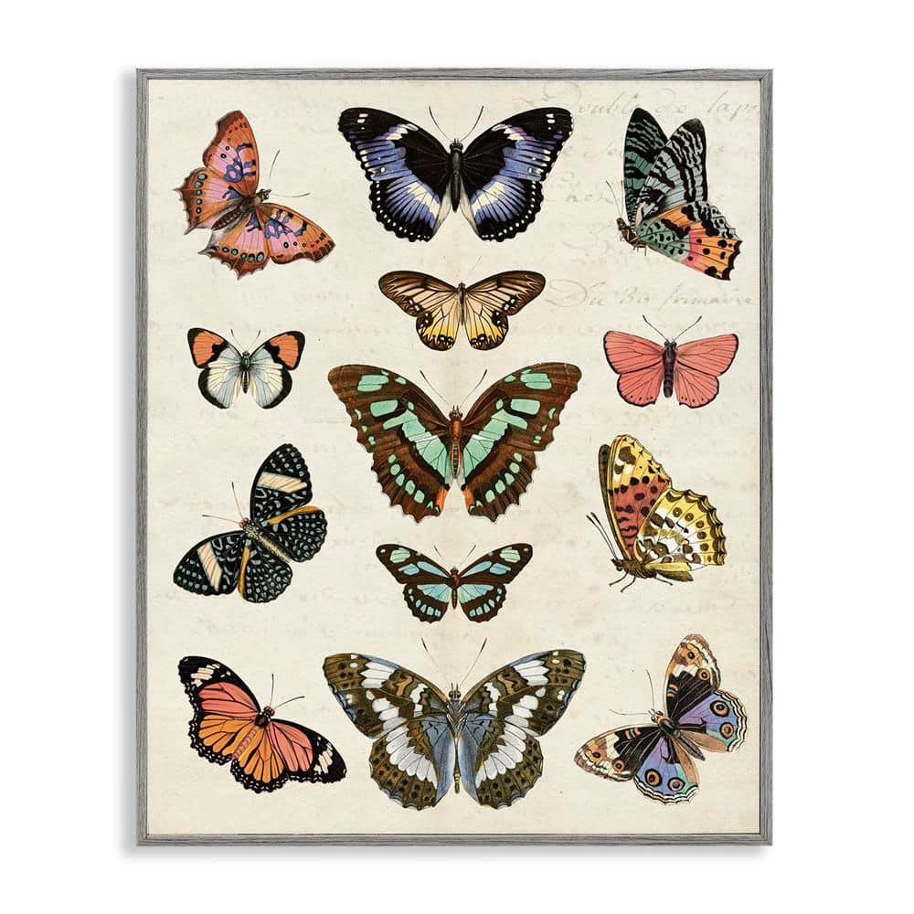 Vintage Butterfly Breeds by Susan Arnot Gray Framed Animal Giclee Art Print 20 in. x 16 in. price history on PriceWatchPro