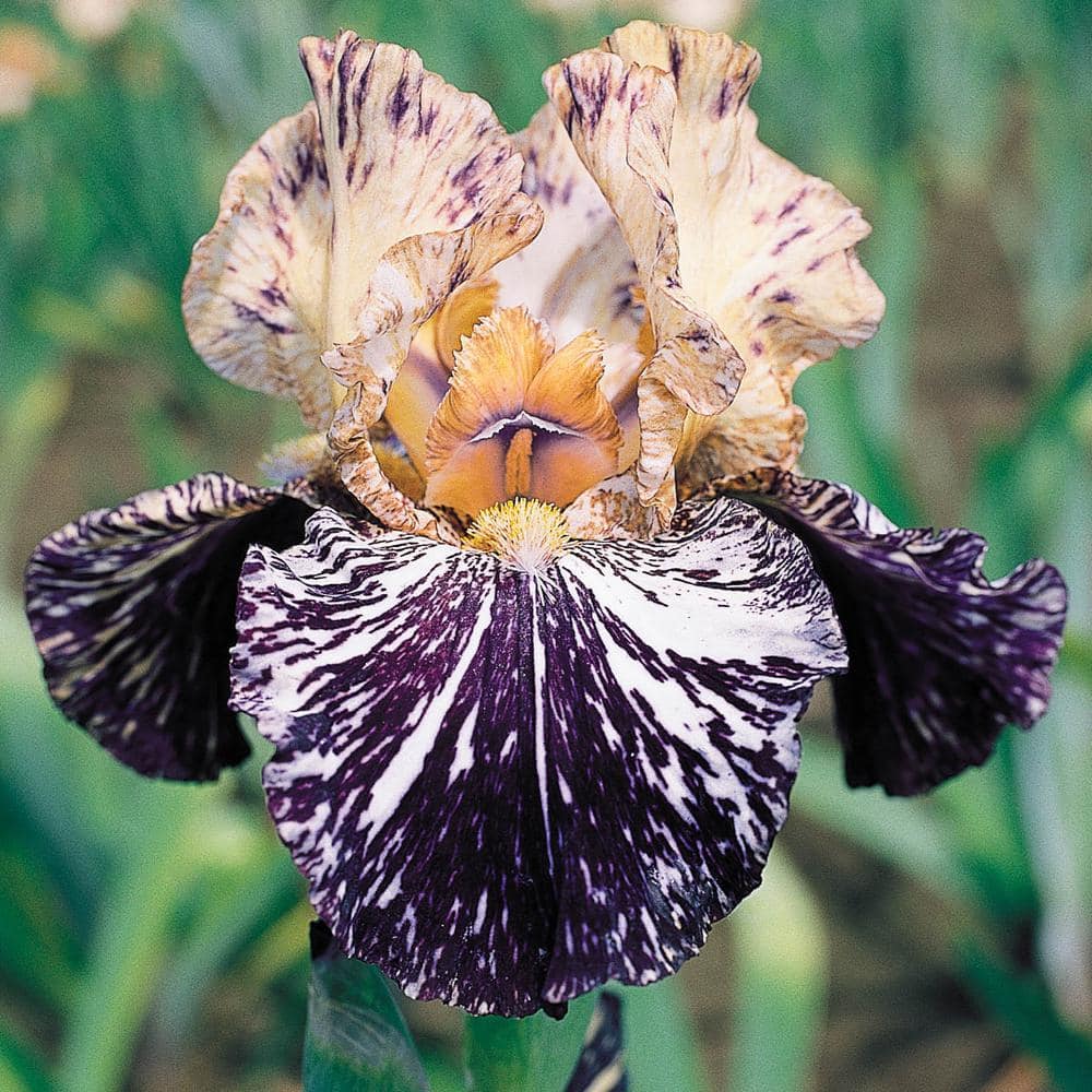 Breck's Gnus Flash Bearded Iris Dormant Bare Root Perennial