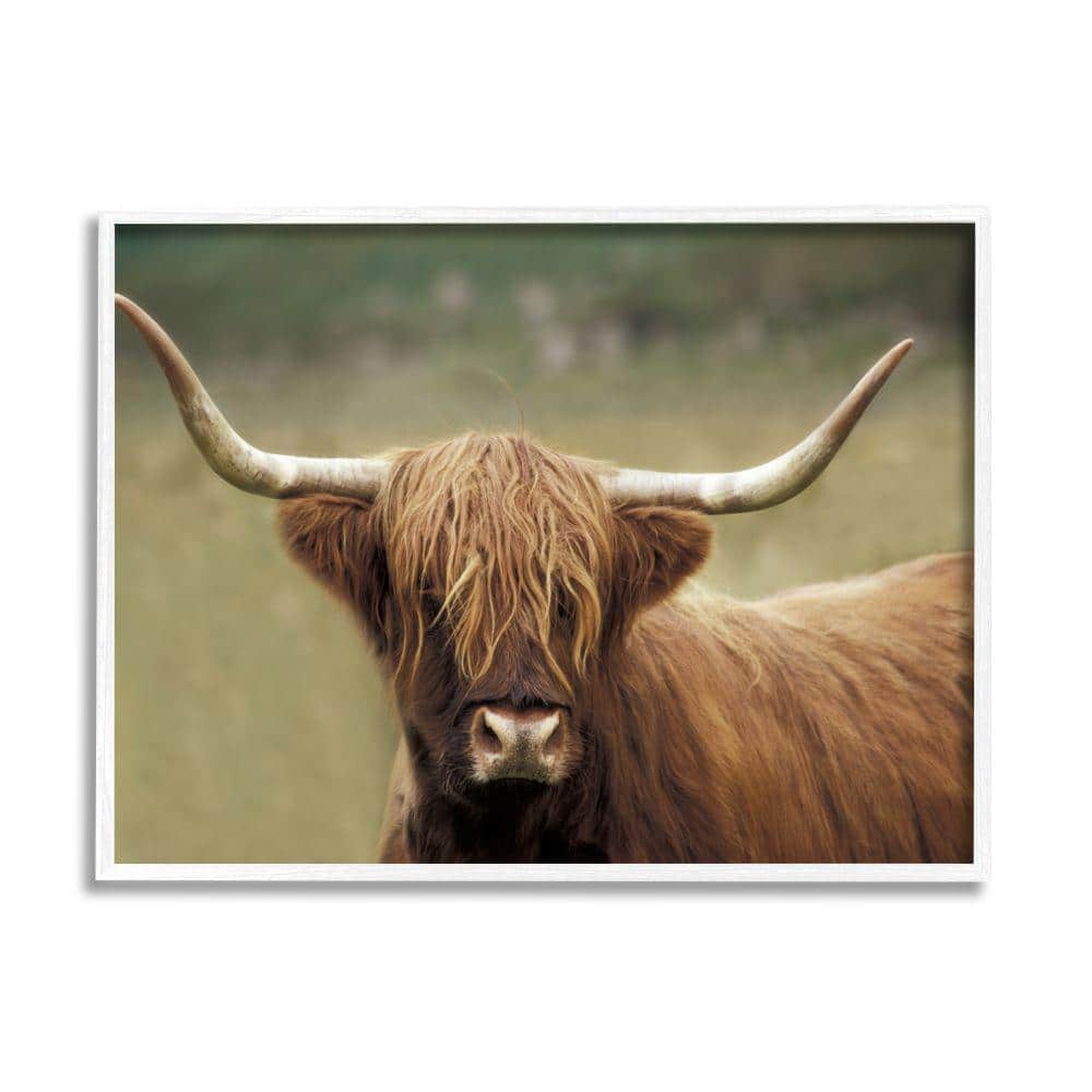 Cattle Shaggy Country Animal Portrait Photography By Danita Delimont Framed Print Animal Texturized Art 24 in. x 30 in -  Stupell Industries, ai-757_wfr24x30