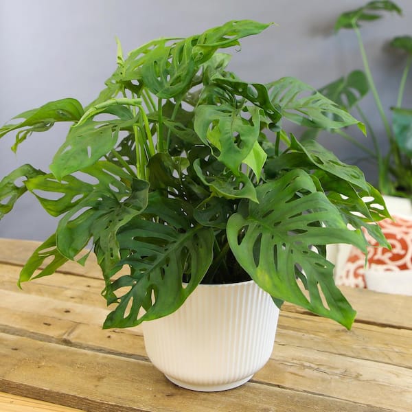 succulent pagoda Crassula Shark Tooth Red Pagoda – MySucculentCorner main image 1