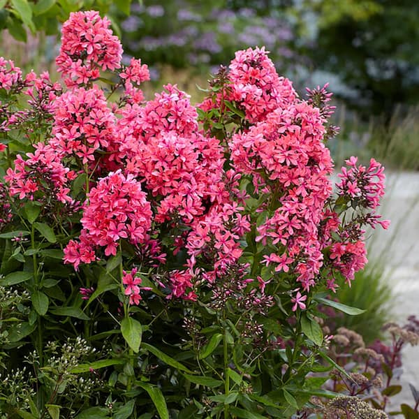 VAN ZYVERDEN Van Zyverden Tall Phlox Paniculata Cleopatra (Set of 1) Plant Root
