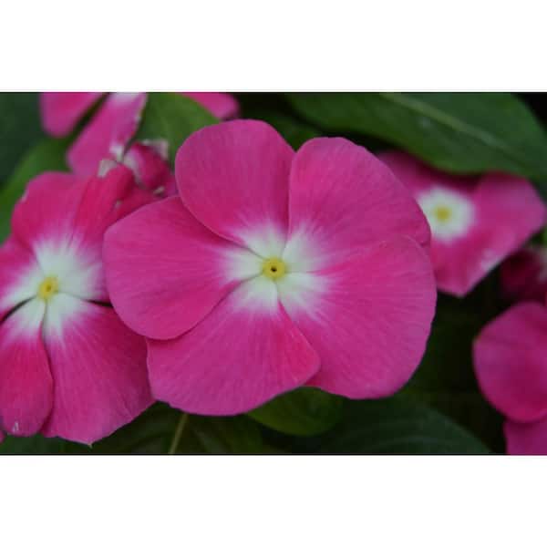 Unbranded 2.17 L Super Rose Halo Sun Vinca Periwinkle Plant (12-Pack)