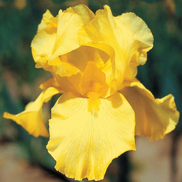 Harvest of Memories Reblooming Bearded Iris Dormant Bare Root Perennial Starter Plants (5-Pack)