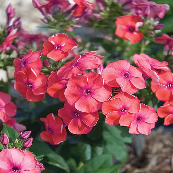 METROLINA GREENHOUSES 2.5 Qt. Flame Coral Phlox Plant 22804 - The Home ...