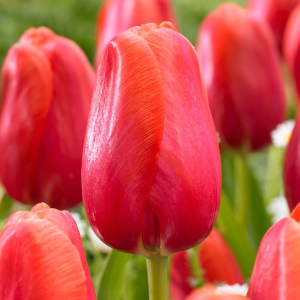 Garden State Bulb 12/Plus cm, Red Avignon Single Late Tulip Flower Bulbs (Bag of 100)