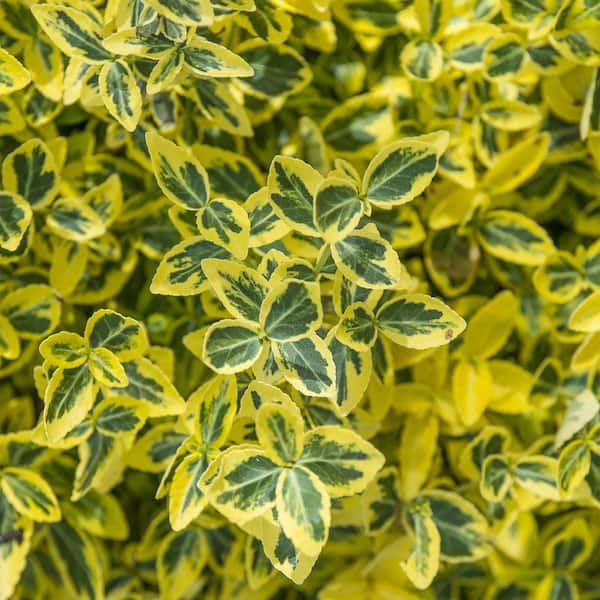 DIRECT GARDENING 1 Gal. Pot Emerald and Gold Euonymus, Potted Broadleaf  Evergreen Groundcover Shrub (1-Pack) 89491 - The Home Depot