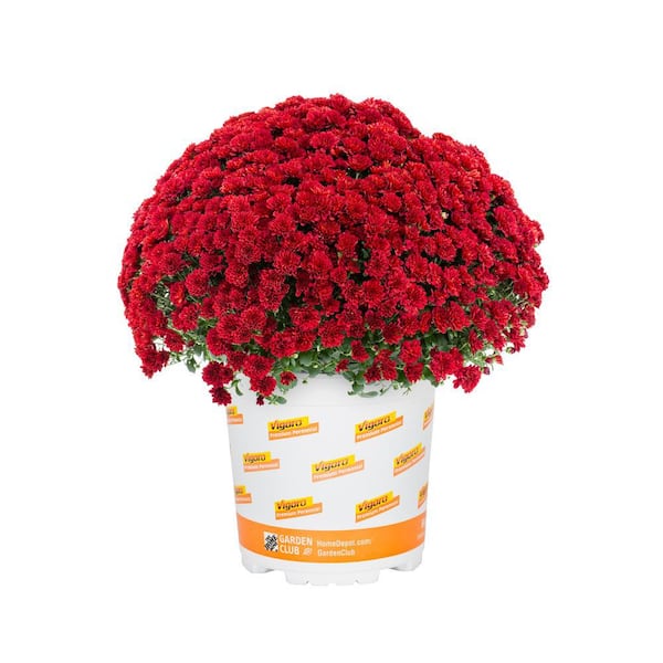 Vigoro 1 Gal. Red Mum Chrysanthemum Perennial Plant (1-Pack)