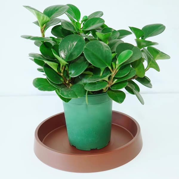 Plant Saucer Tray for Ceramic Plastic Pots, 12 in. Plant Saucers for  Indoors, Pot Saucers Trays for Pots Base-Brown Jkzzc00434 - The Home Depot