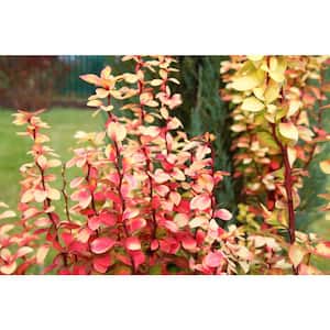 1 Gal. Golden Rocket Upright Barberry Shrub with Bright Foliage and Narrow Columnar Form