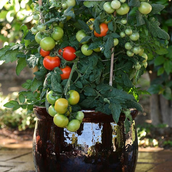 bush basil plant Bush Basil – Fruitopia Nursery main image 1