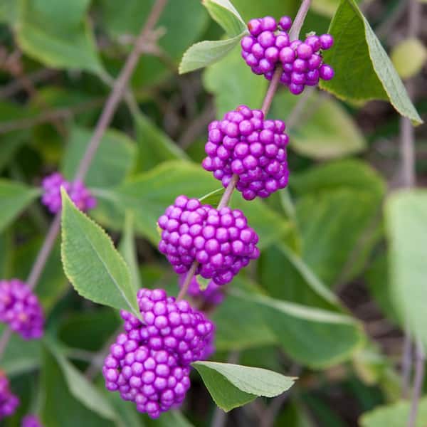 Spring Hill Nurseries Early Amethyst Beautyberry (Callicarpa), Live Bareroot Plant, Pink Blooms to Purple Berries (1-Pack)