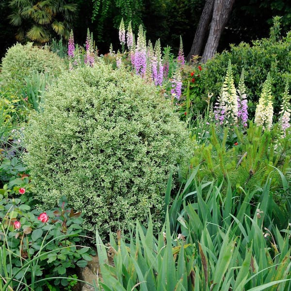 1 Gal. Pot Variegated Boxwood (Buxus) Broadleaf Evergreen Plant with Yellow and White Variegated Foliage (1-Pack)