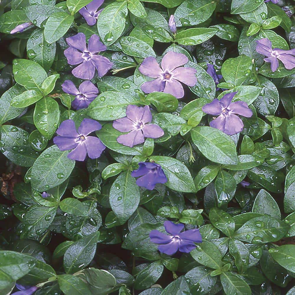 6 in. Minor Purple Periwinkle Vinca Plant 1004601154 - The Home Depot