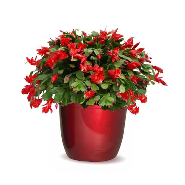 Unbranded 6 in. Christmas Cactus in Holiday Delilah Planter
