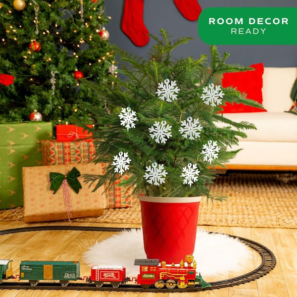 Norfolk Island Pine Indoor Holiday Plant in 10 in. Red Decor Pot, Avg. Shipping Height 3 ft. Tall