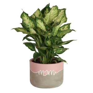 6 in. Dieffenbachia Dumb Cane Indoor Plant in Mom Ceramic Planter, Avg. Shipping Height 1-2 ft. Tall