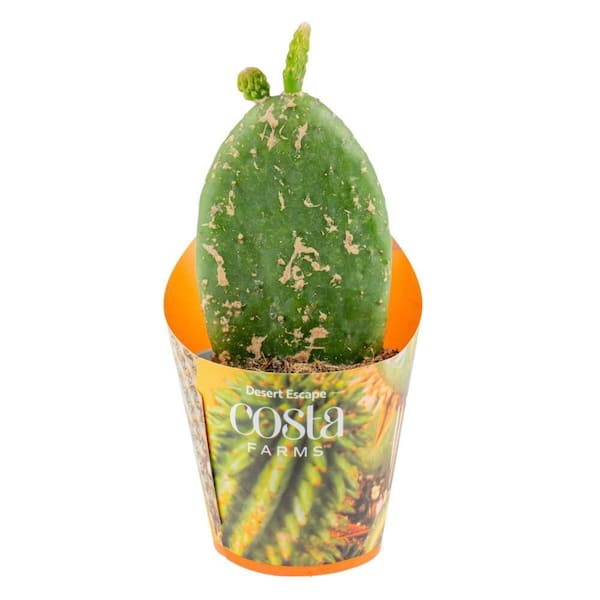 cactus jack look mom i can fly shirt Look Mom I Can Fly Tee main image 0