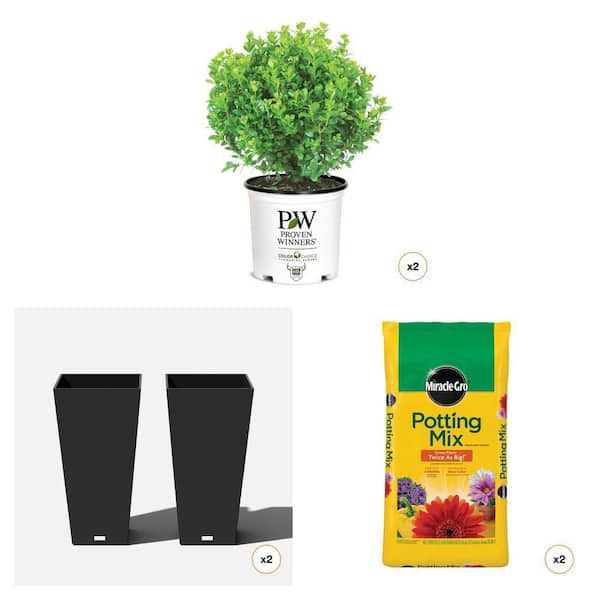 2 Gal. Sprinter Boxwood Shrub (2-Count), 30 in. Planter (2-Pack) and 50 qt. Potting Mix (2-Count)