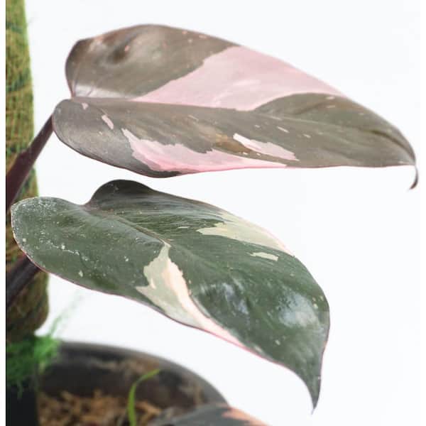 Wekiva Foliage Pink Princess Philodendron-Live Plant in a 4 in. Pot-Philodendron Erubescens 'Pink Princess'-Indoor Houseplant